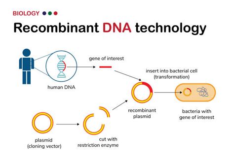 Recombinant DNA Technology Steps 的图像结果