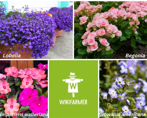 Flower plants that Grow and Bloom in the shade | Wikifarmer