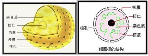 细胞核结构简图,细胞核,细胞核示意图_大山谷图库