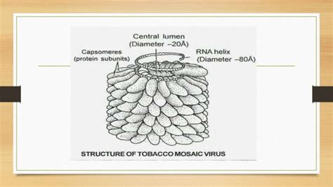 What type of symmetry is displayed by filamentous viruses?type=images