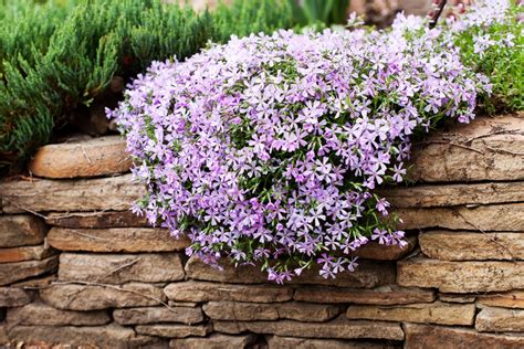 How To Plant Creeping Phlox In South Carolina For A Backyard That ...
