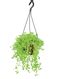 Turtle Vine – Ugaoo