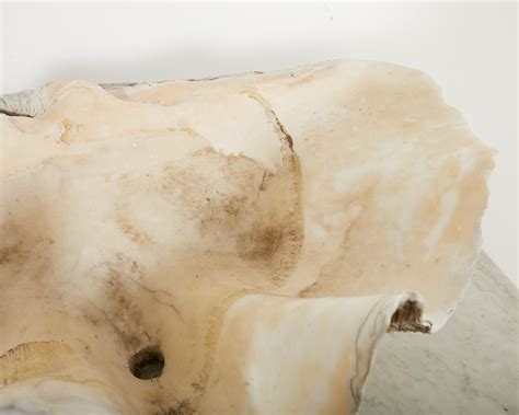 Image result for Large Clam Shells