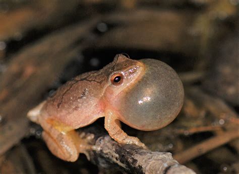 Springtime is Frog Time! - Delaware Nature Society