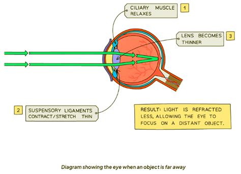 The Eye - Biology for GCSE/IGCSE - Class 10 PDF Download