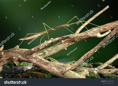 Stick Bug: Over 19,223 Royalty-Free Licensable Stock Photos | Shutterstock