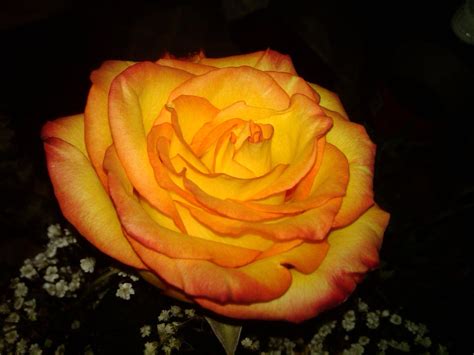 Download Glowing Orange And Yellow Rose Wallpaper | Wallpapers.com