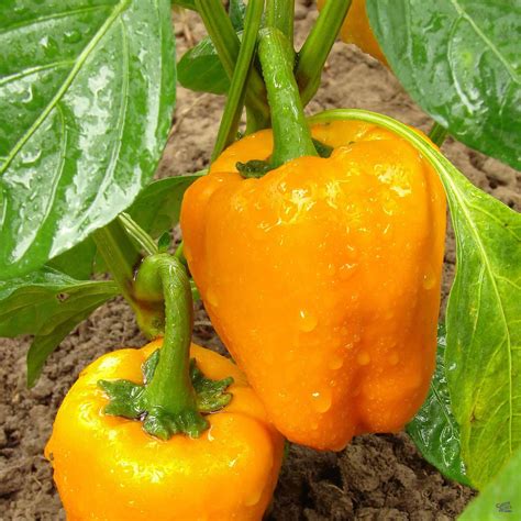 Orange Bell Pepper Plant