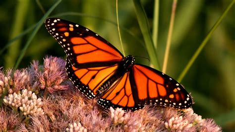 Download wallpaper 1366x768 monarch butterfly, butterfly, wings ...