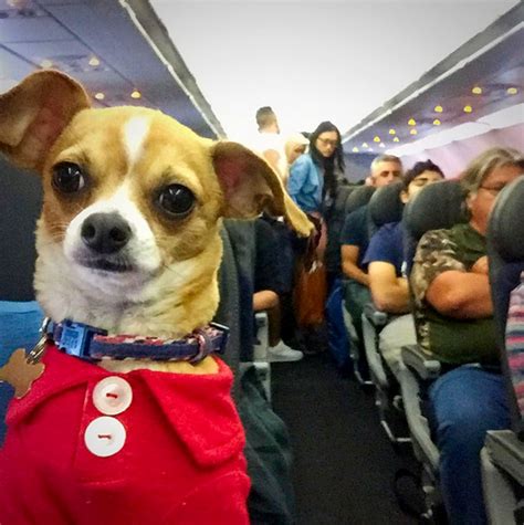 美吉娃娃犬跟随主人环球旅行变身旅游达“狗”