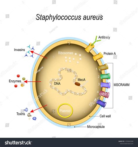 Staphylococcus aureus bacterium labeled diagram poster – Artofit