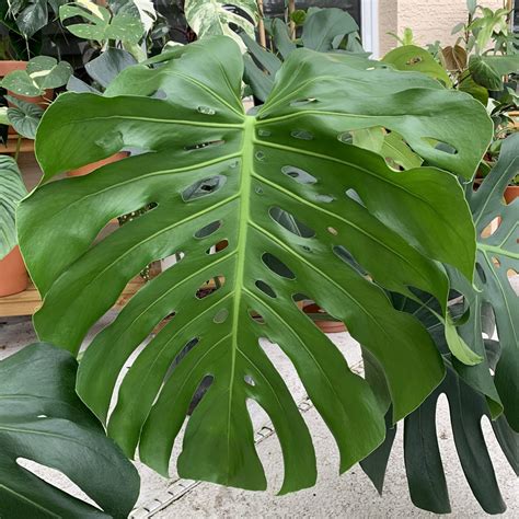 The Most Complete Monstera Deliciosa Care Guide - AroidWiki