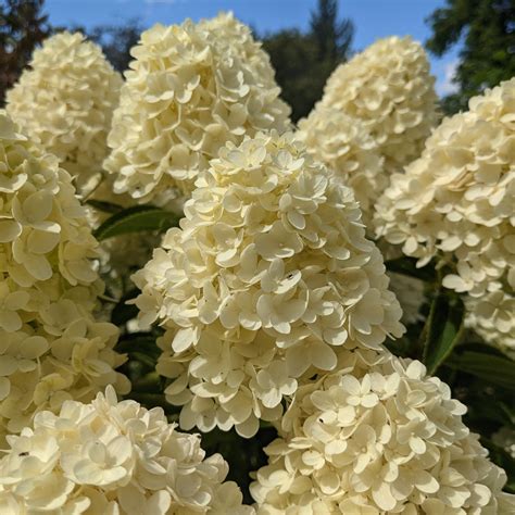 Hydrangea paniculata 'Whitelight' - Companion Plants - Millais Nurseries