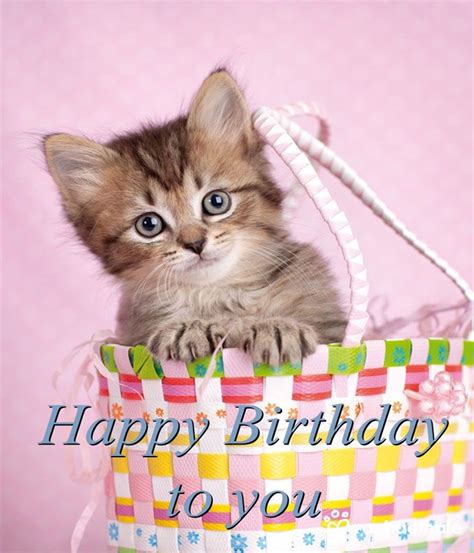 Cat Happy Birthday Wishes - Belated Birthday Wishes