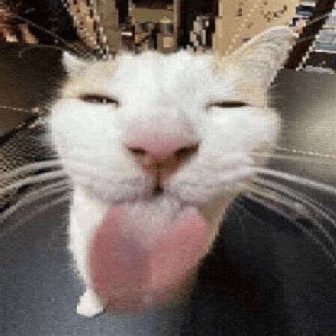 Image result for Cat Coding at Computer