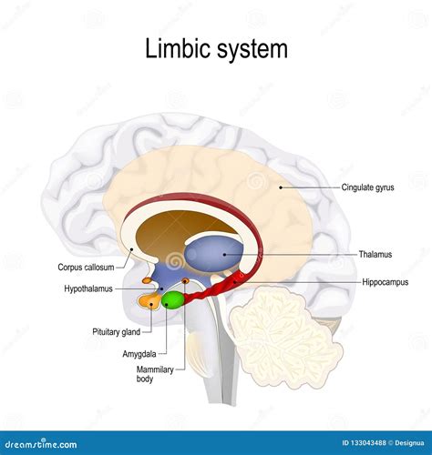 Human brain. limbic system stock vector. Illustration of amygdala - 133043488