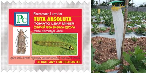 Pheromone Trap with Tuta absoluta Lure (Tamoto Leaf Miner)-50pack ...