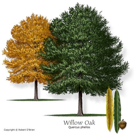 Willow Oaks