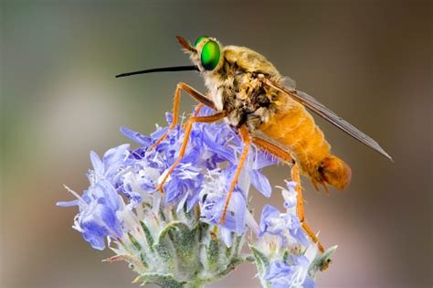 6 Largest Flying Insects in the World