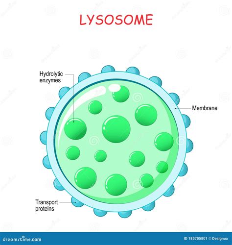 Lysosome Drawing