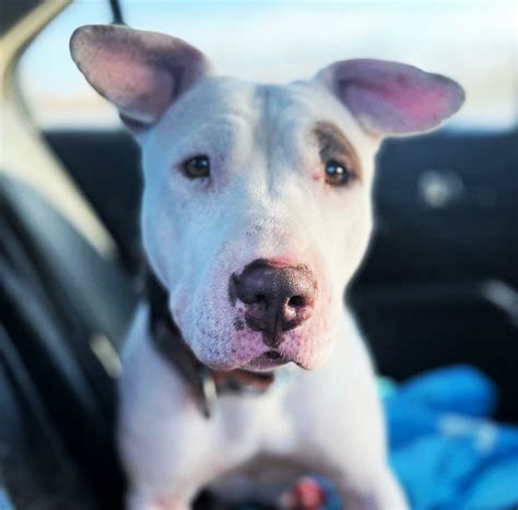 Bull Terrier Mix