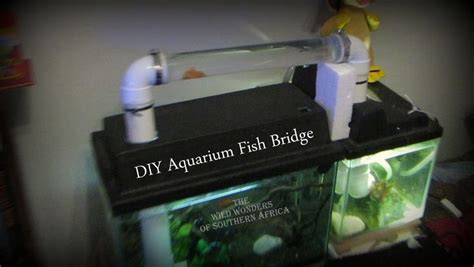 aquarium fish bridge