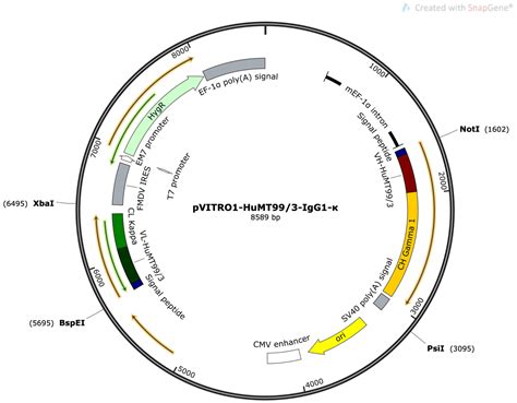 Exploring the Biological Activity of a Humanized Anti-CD99 ScFv and ...