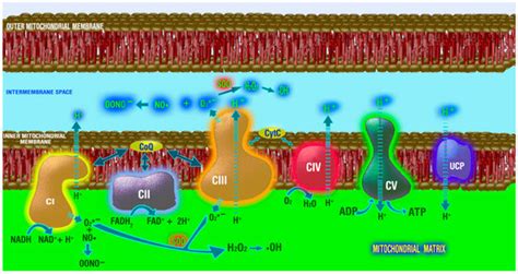 Mitochondria: Central Organelles for Melatonin′s Antioxidant and Anti ...