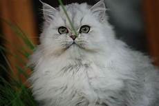 gatti persiani vendo gatto persiano bianco pelo lungo gatto persiano bianco gatti persiani vendo gatto persiano bianco pelo lungo gatto persiano bianco