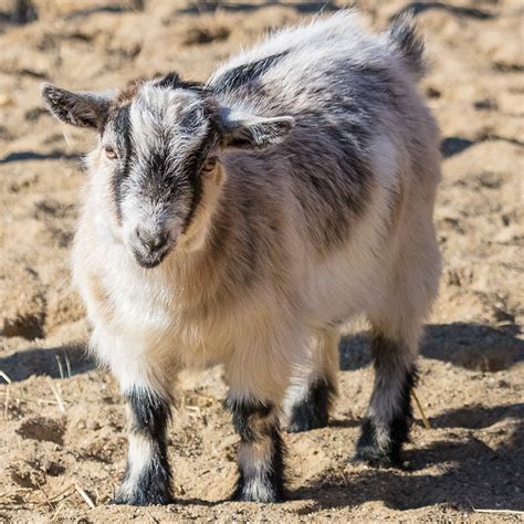 African Pygmy Goat | Akron Zoo