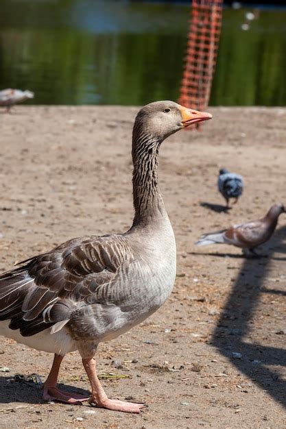 Image result for Goose Sim