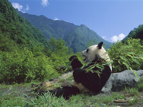 China Panda 的图像结果