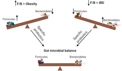 The Influence of Probiotics on the Firmicutes/Bacteroidetes Ratio in ...