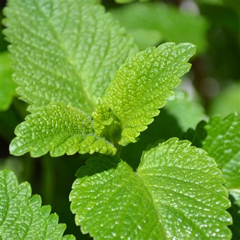 Lemon Balm seeds | Fontana Seeds
