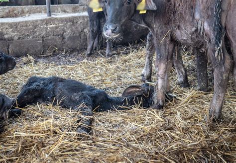 Calves, a 'by-product' of buffalo mozzarella production, suffer cruel ...