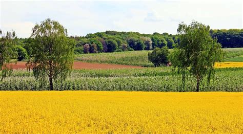 Nature Farm 的图像结果