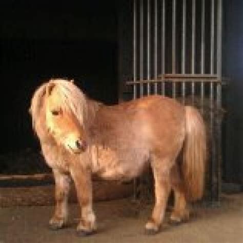 Pferde Kleinanzeigen | Pferde Annoncen | Pferde Inserate | Pferde ...