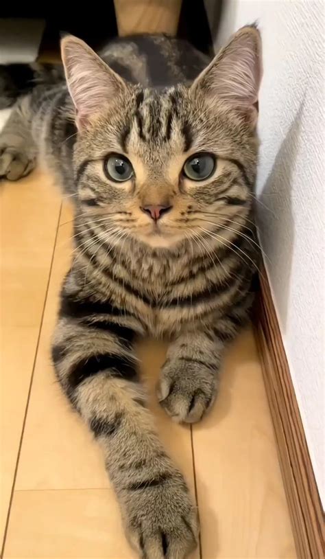 Adorable Cat Laying on the Floor