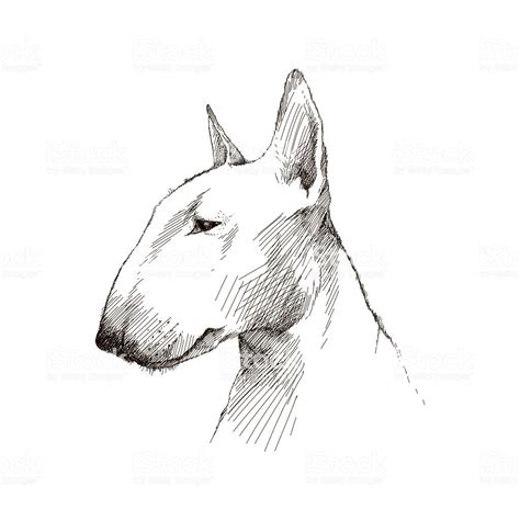 Vector sketch of Bull terrier dog head profile isolated on white ...