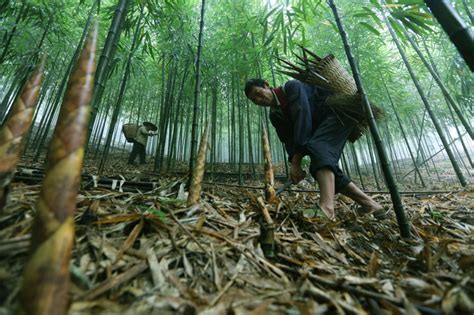 贵州赤水：5万余亩大竹笋迎来收获季_图片新闻_中国政府网