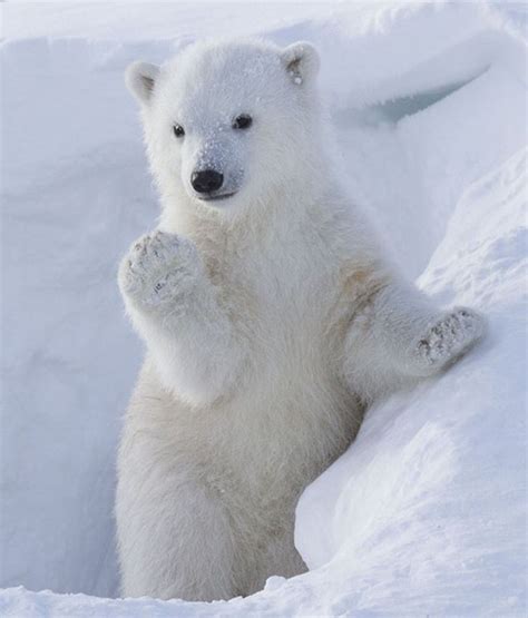 “最能卖萌”的野生北极熊宝宝 会站立懂作揖--环保--人民网