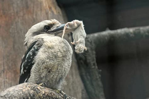 What Do Kookaburras Eat? How To Attract Kookaburras