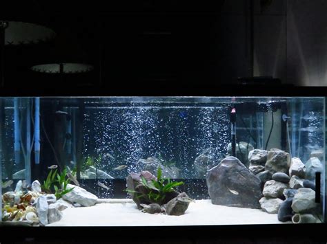 Fish Tank Design Ideas