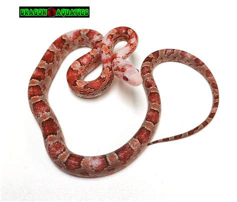 Blizzard Bloodred Corn Snake