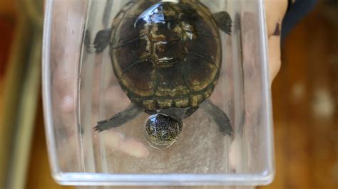 Simple Tips About How To Tell If A Turtle Has Salmonella - Mainmall