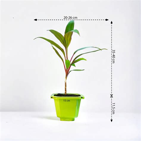 Dracaena Tree – Tirupati Green World