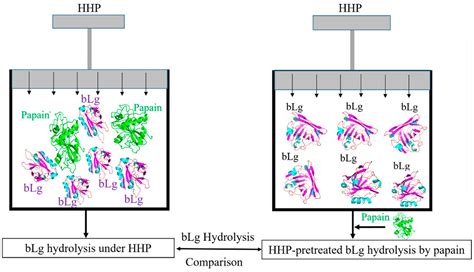 Proteolysis of β-Lactoglobulin Assisted by High Hydrostatic Pressure ...