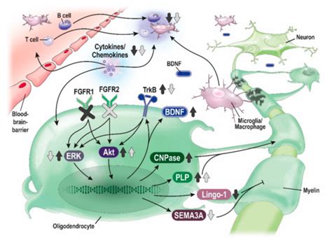 FGF/FGFR Pathways in Multiple Sclerosis and in Its Disease Models