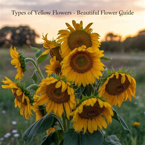 Types of Yellow Flowers – Symbolism & Garden Guide – Black Petals