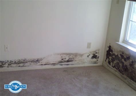 Black Mold Spots On Drywall at Sally Seim blog